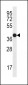 CD271 Antibody (C-term)